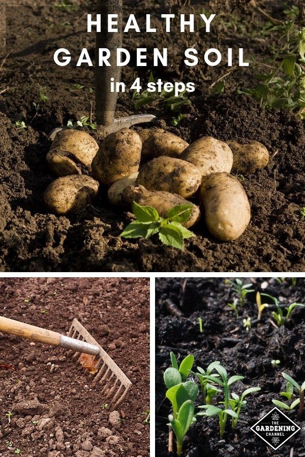 A Healthy Garden