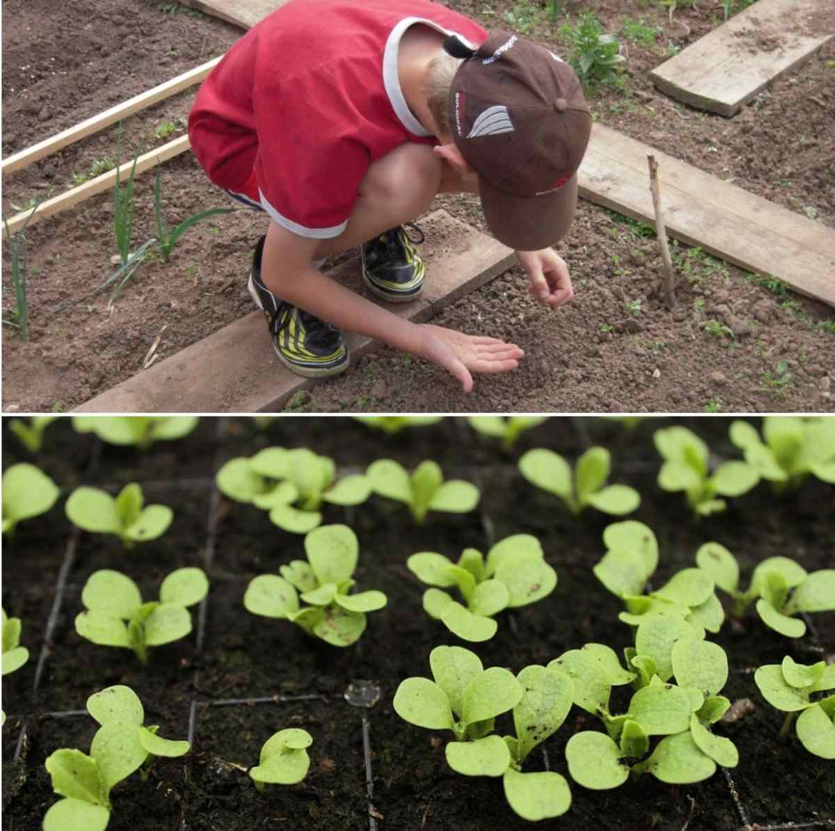 A Veggie Garden