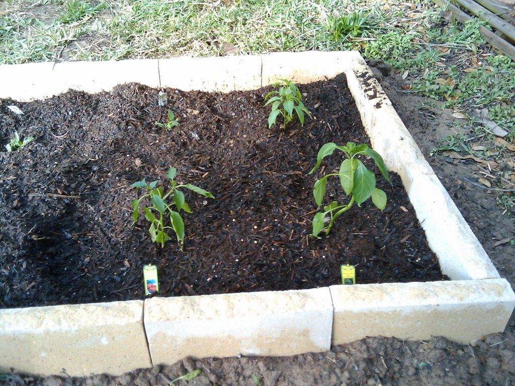 Vegetable Garden Layout