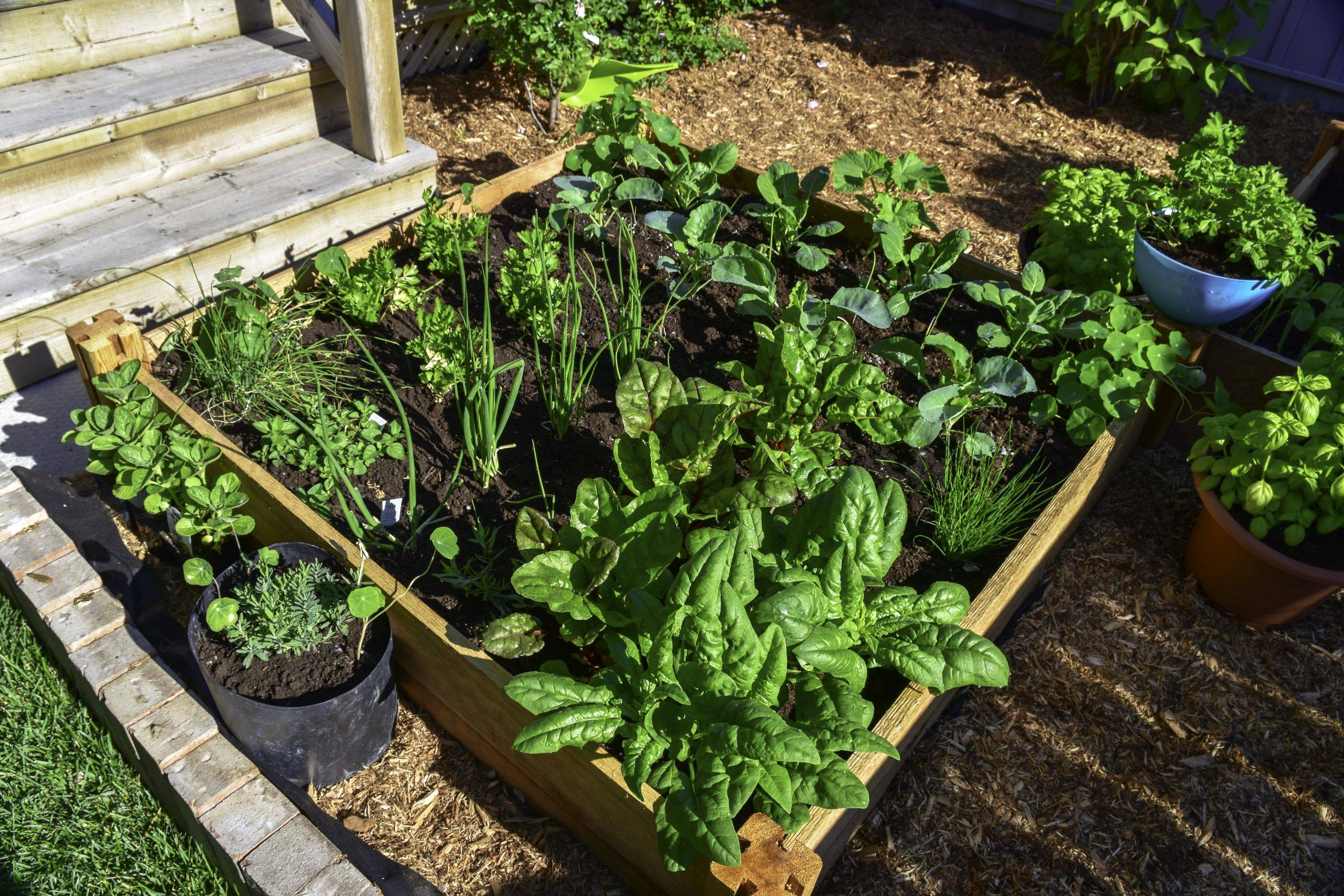 Creative Vegetable Garden Ideas