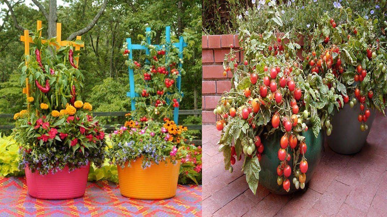 Brilliant Container Vegetable Gardening Ideas