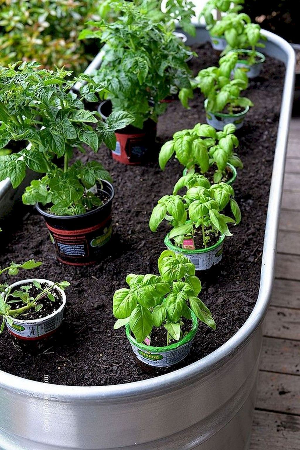 Beautiful Summer Container Garden Flowers Ideas