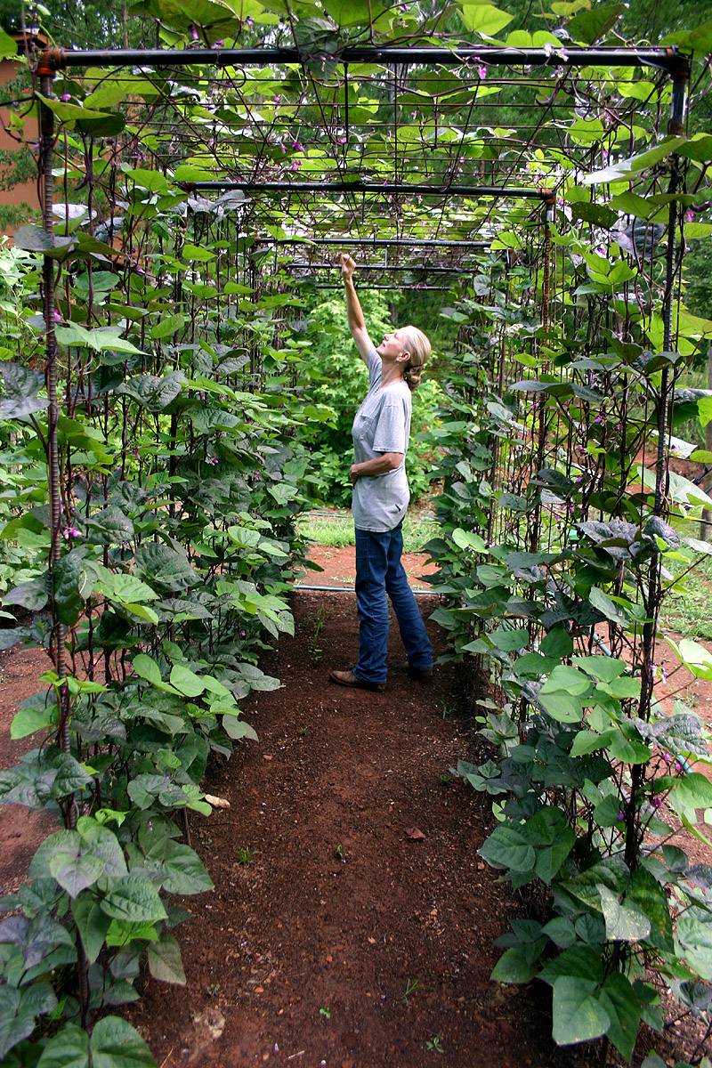 Easy Diy Cucumber Trellis Ideas