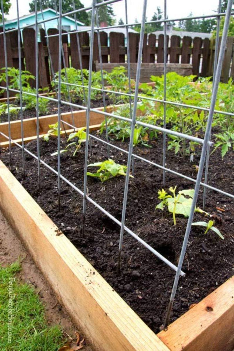 An Eyecatching Bean Trellis