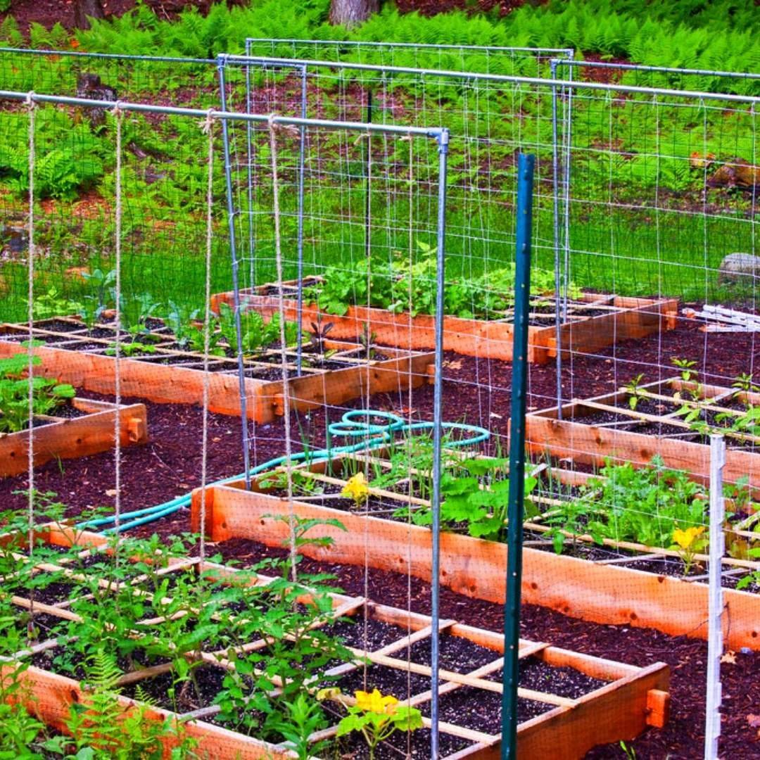 Vertical Gardening