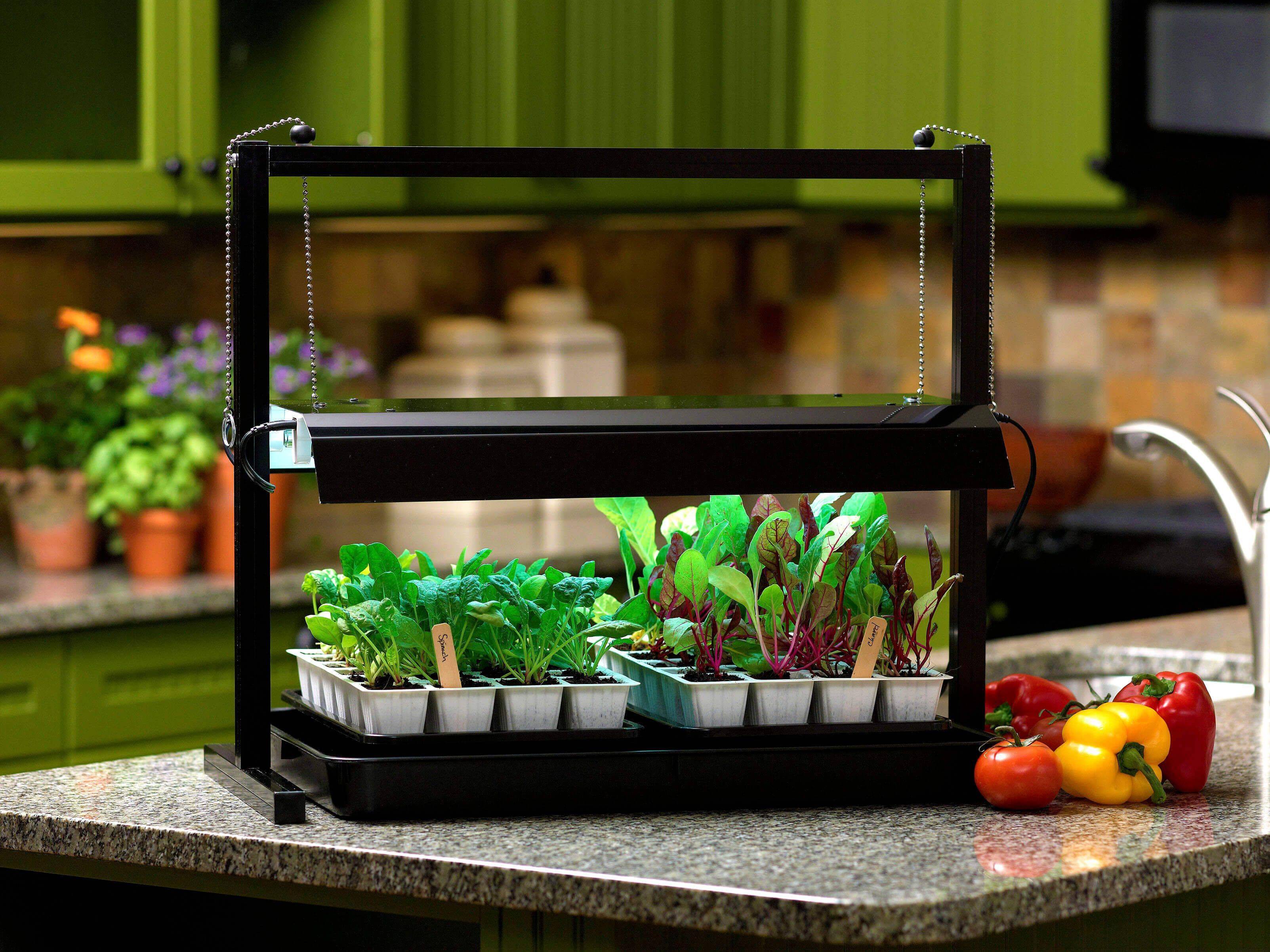 Indoor Hydroponic Wall Garden