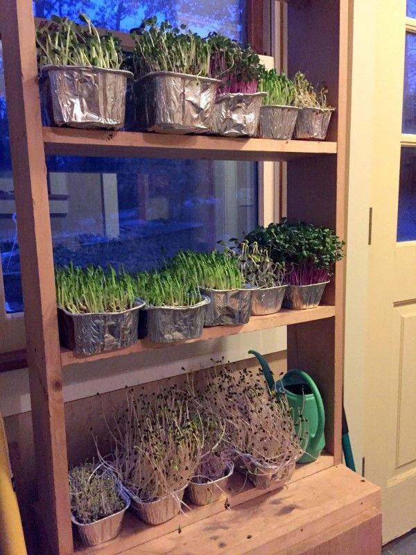 Simple Saladgarden Containers