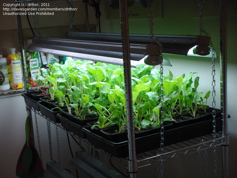 An Indoor Salad Garden