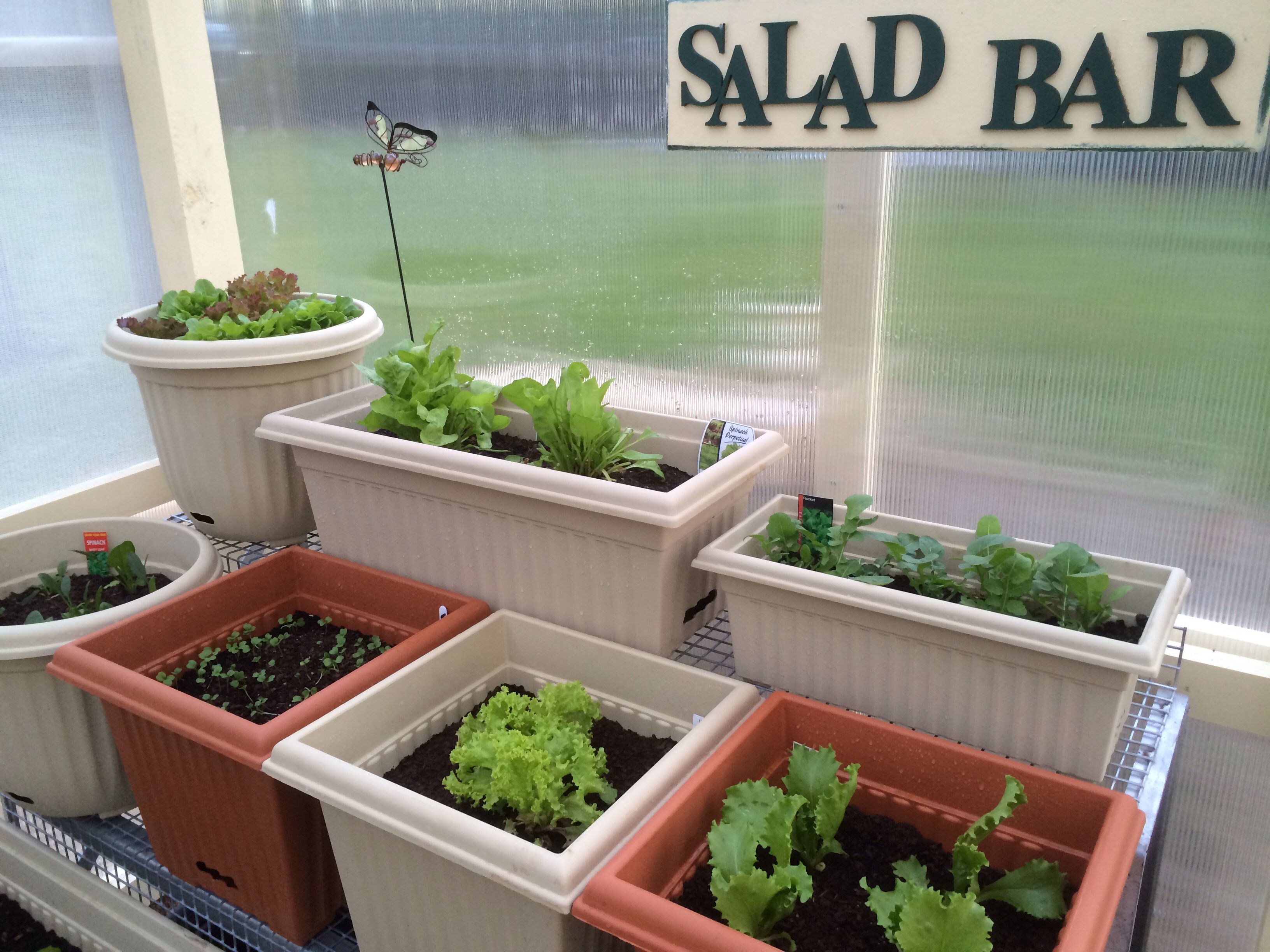 14 Indoor Salad Garden Ideas Worth a Look SharonSable