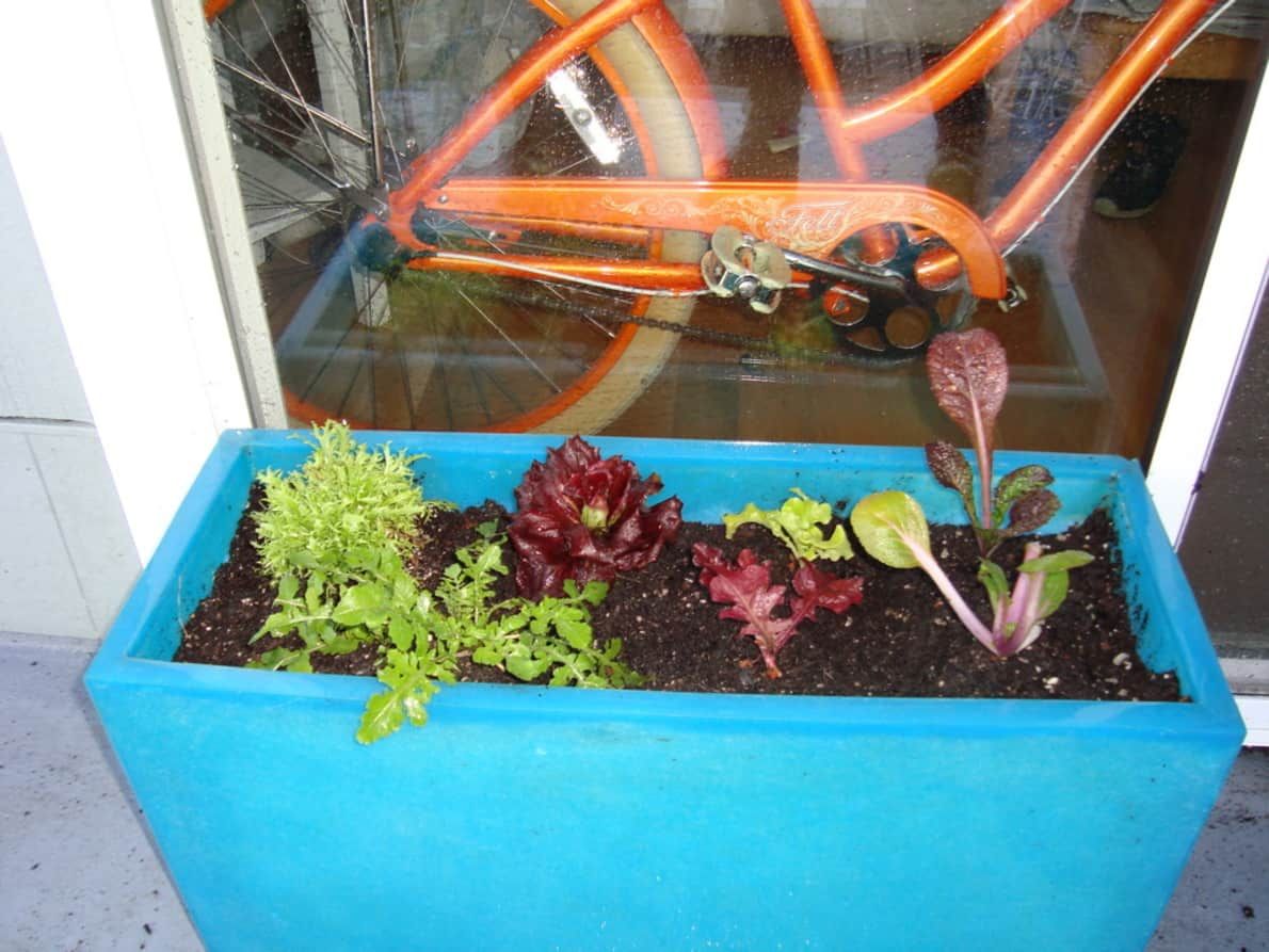An Indoor Salad Garden