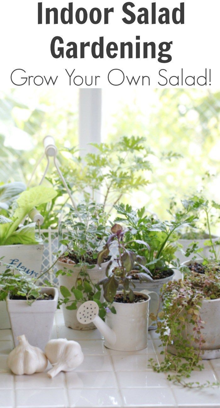 Yearround Salad Gardening