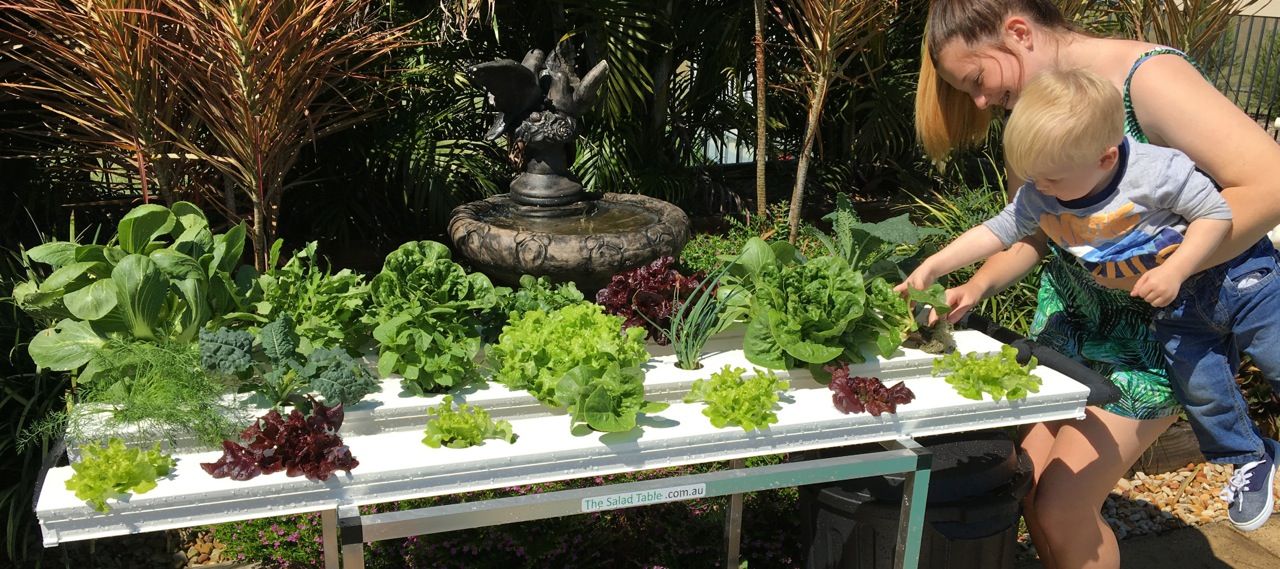 An Indoor Salad Garden