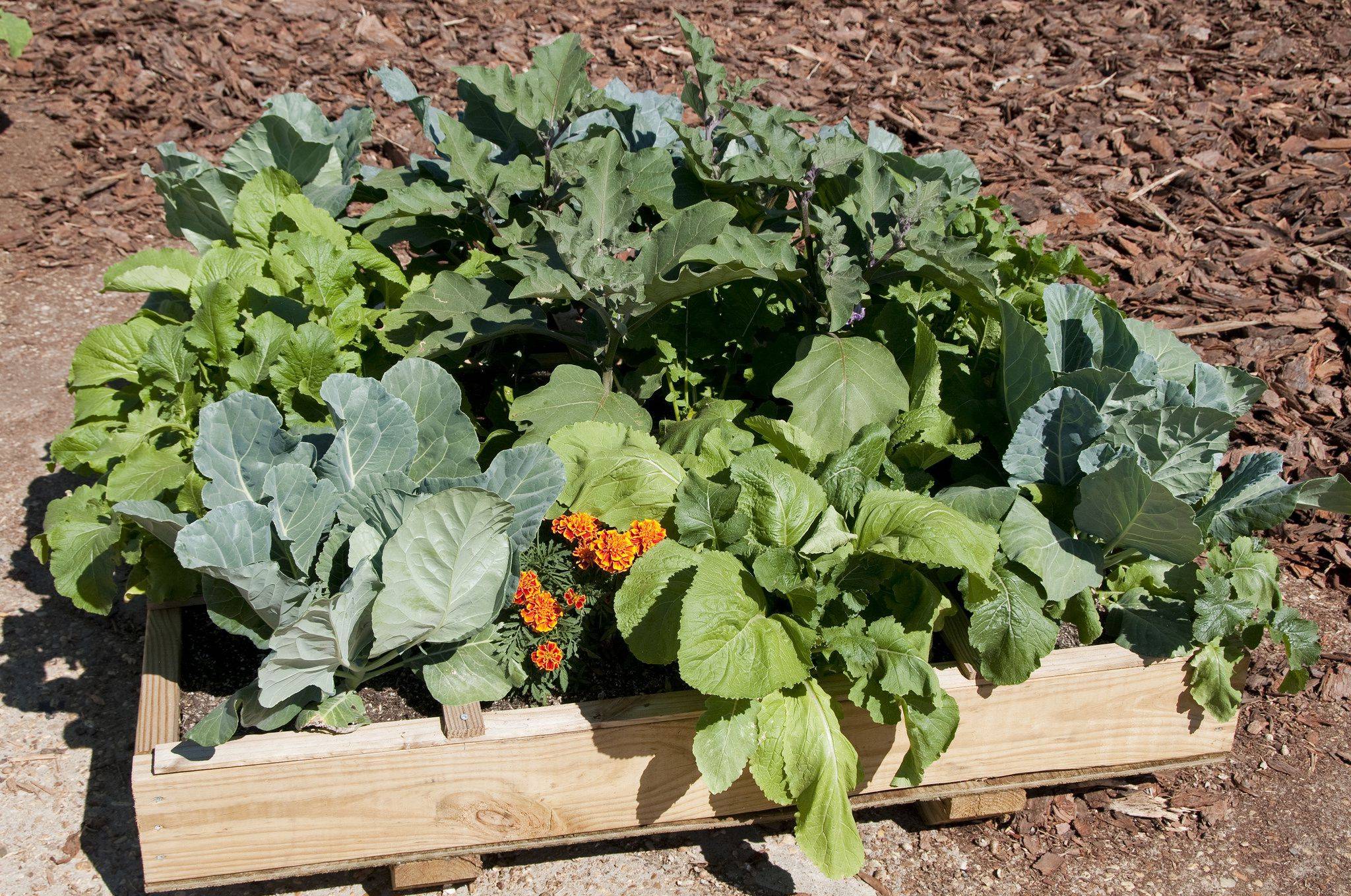 Most Creative Vegetables Garden Organization Ideas