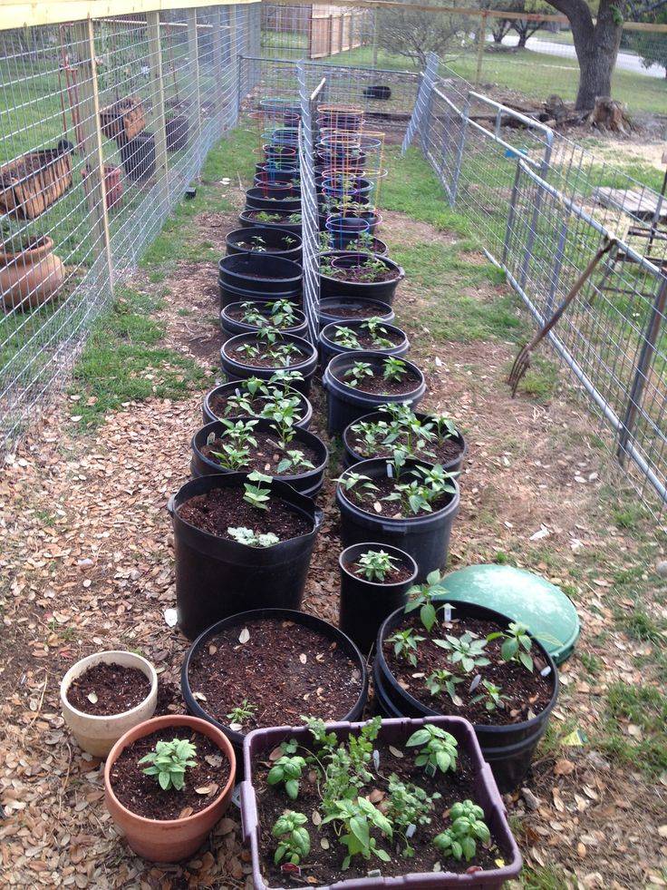 21 Bucket Garden Ideas To Try This Year SharonSable