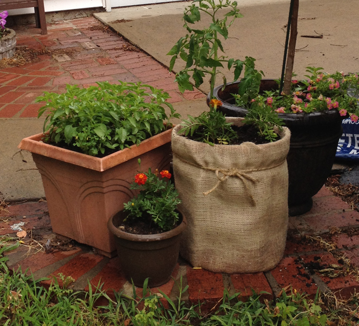 Container Gardening Cheap And Simple Container Gardening