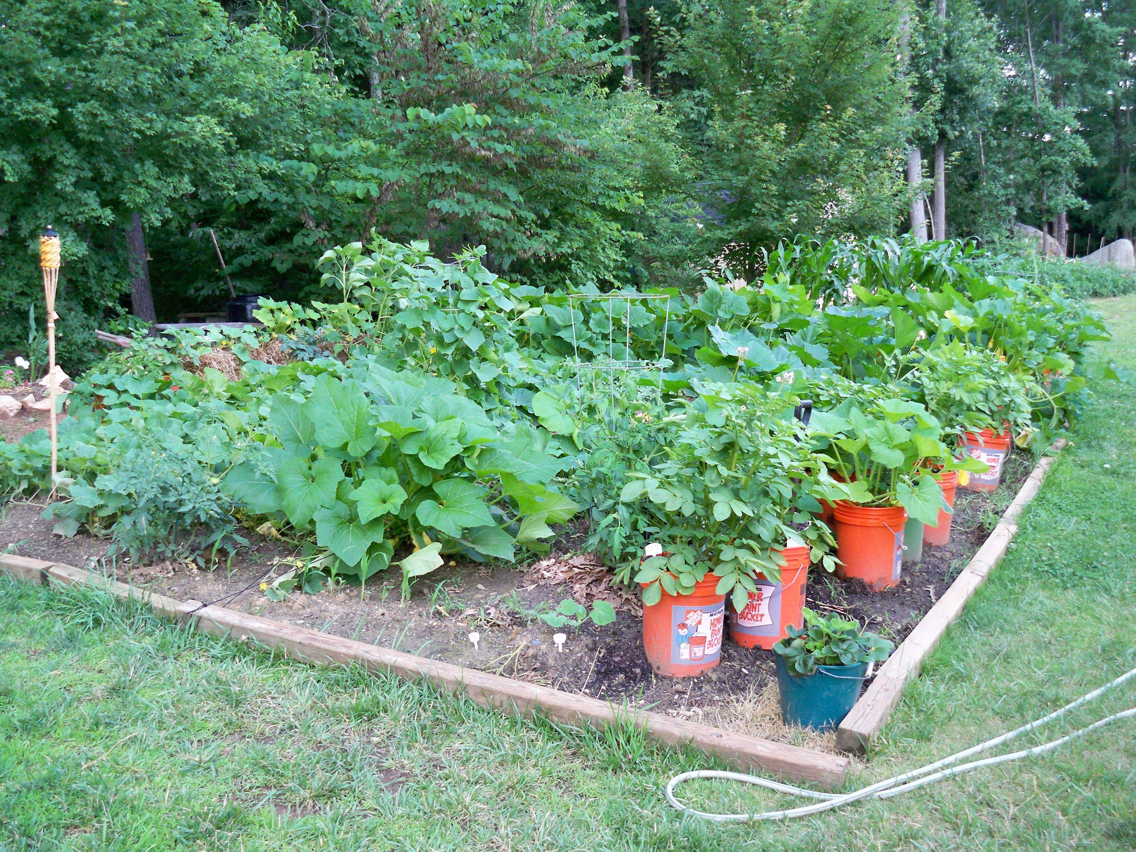 Bucket Gardening Ideas