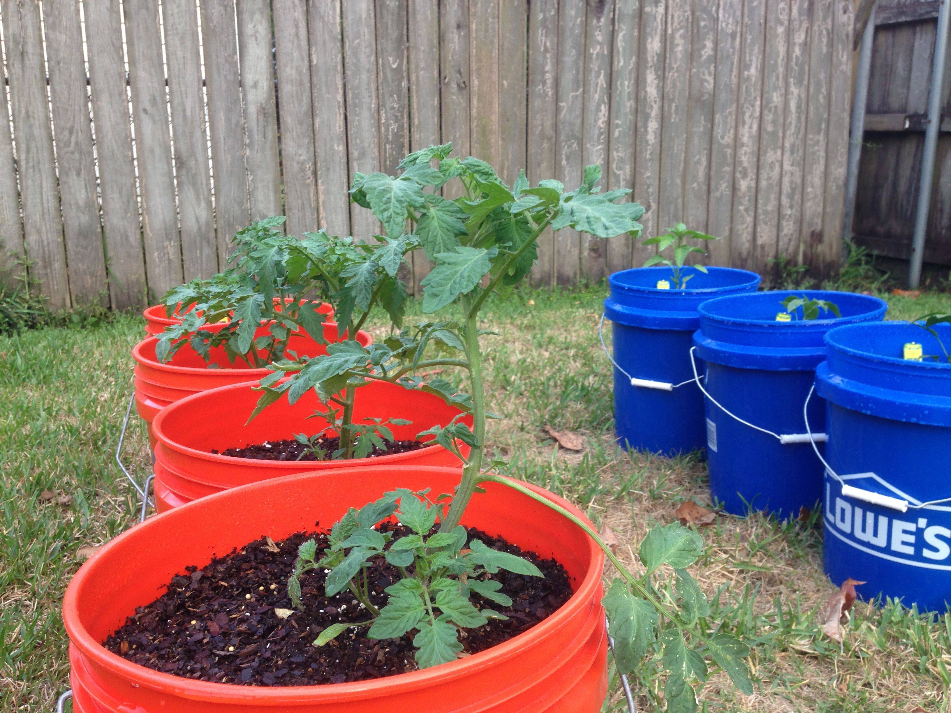 Bucket Planter Succulent Planting