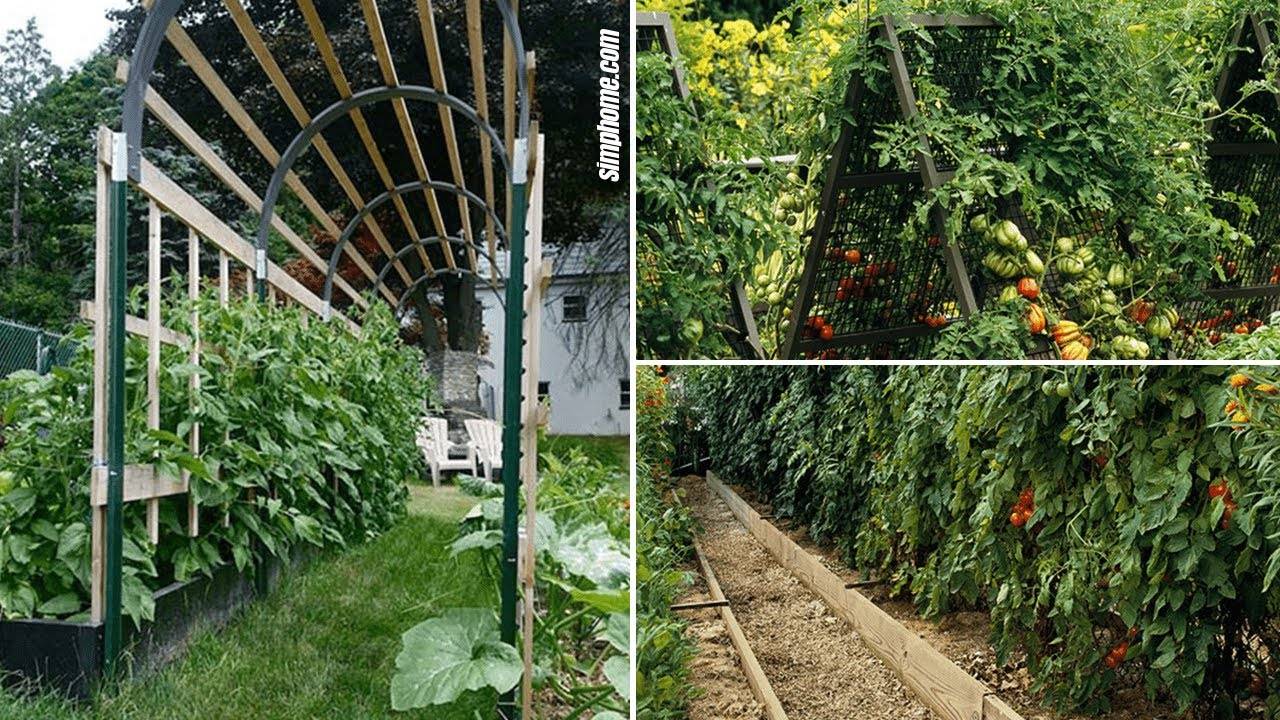 Tomato Garden Ideas Simphome