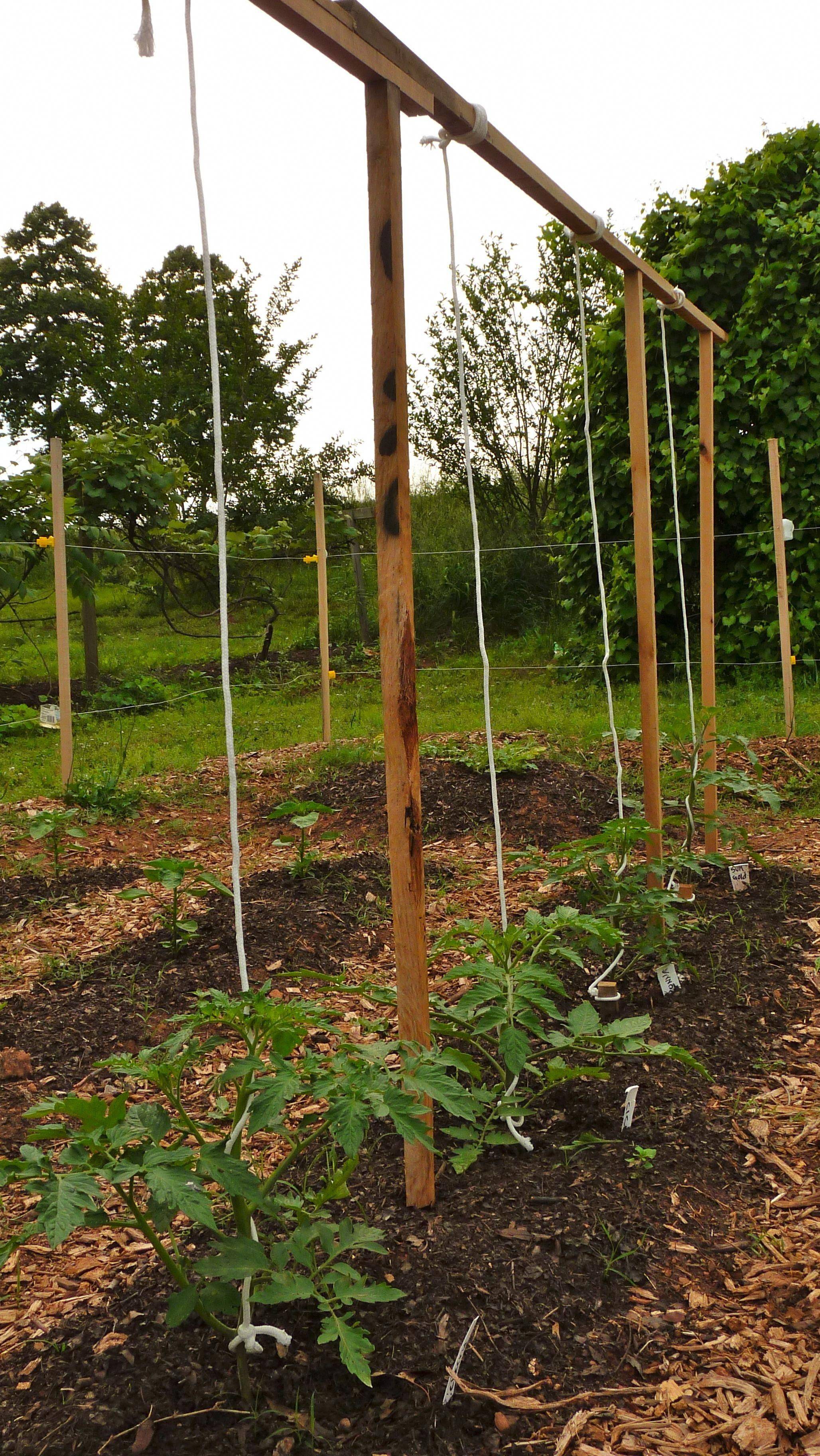 A Tomato Trellis Garden Party