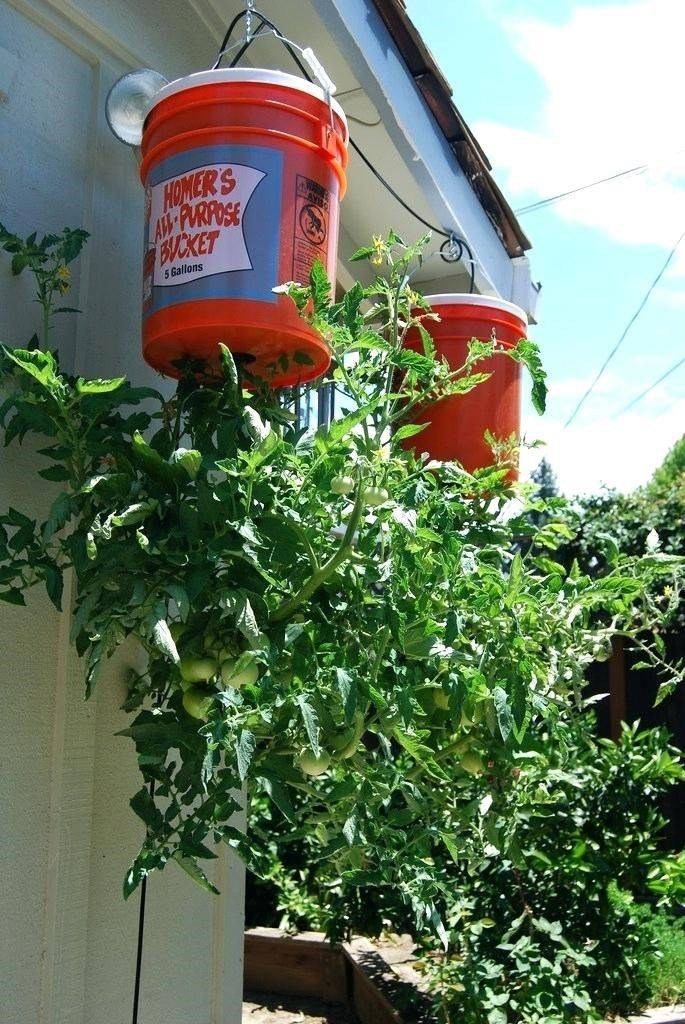 Greenhouse Tomato Plant Care