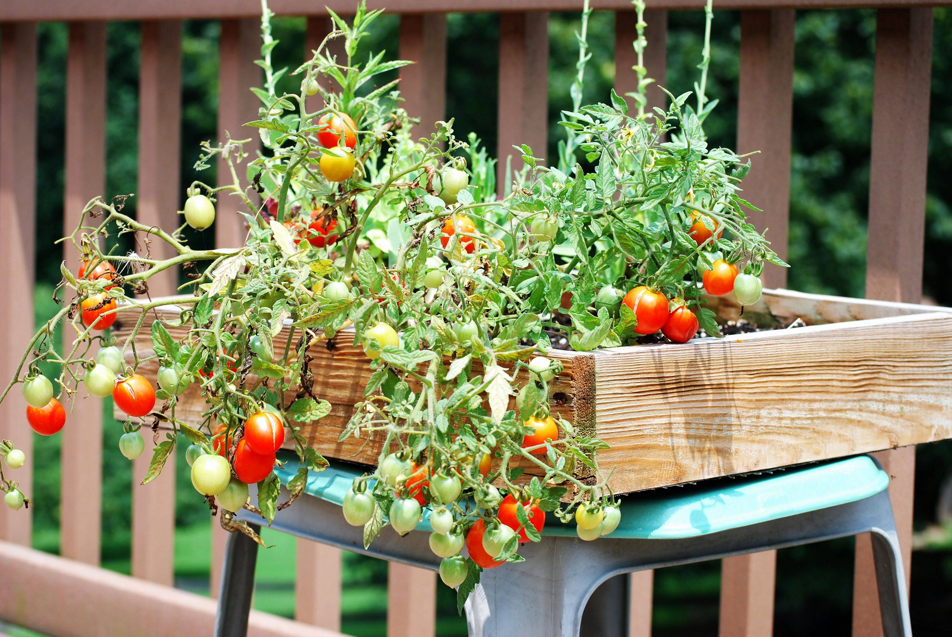 Growing Tomato Plants