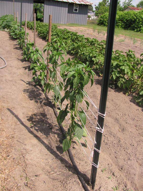 The Best Tomato Trellis