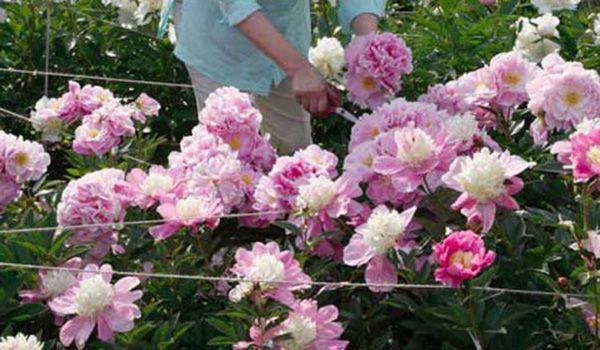 My Blooming Herbaceous Peony Garden