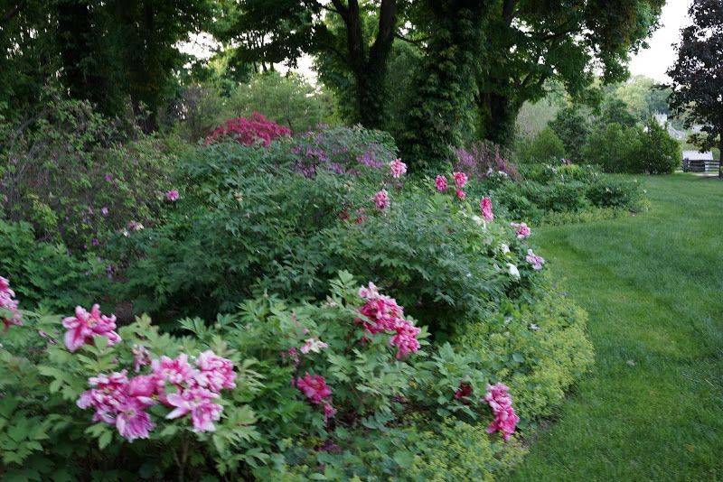 Martha Stewart Living Peony Bowl