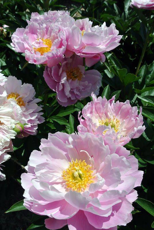 Martha Stewarts Peony Garden