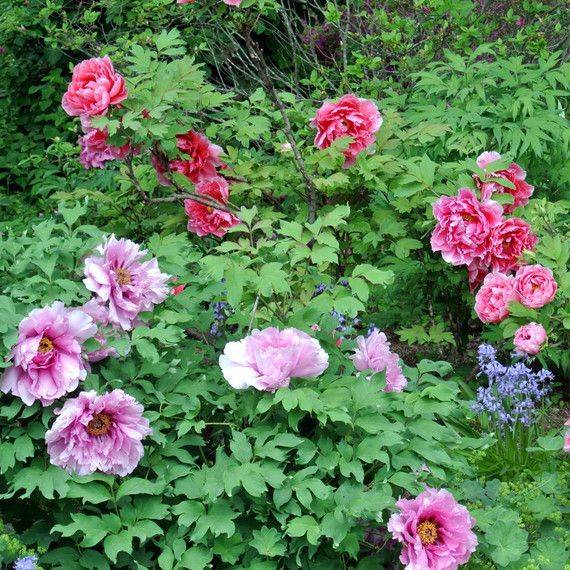 Martha Stewarts Peony Garden