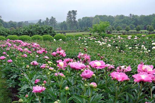 Martha Stewarts Tree Peony Border