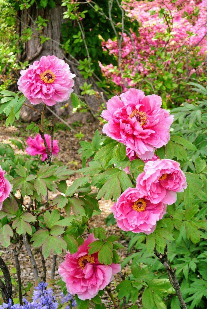 The Herbaceous Peony Garden