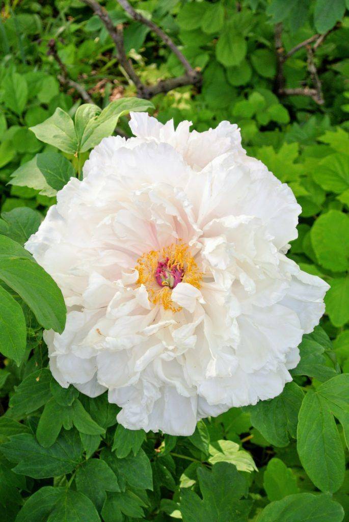 A Fabulous Tree Peony Garden