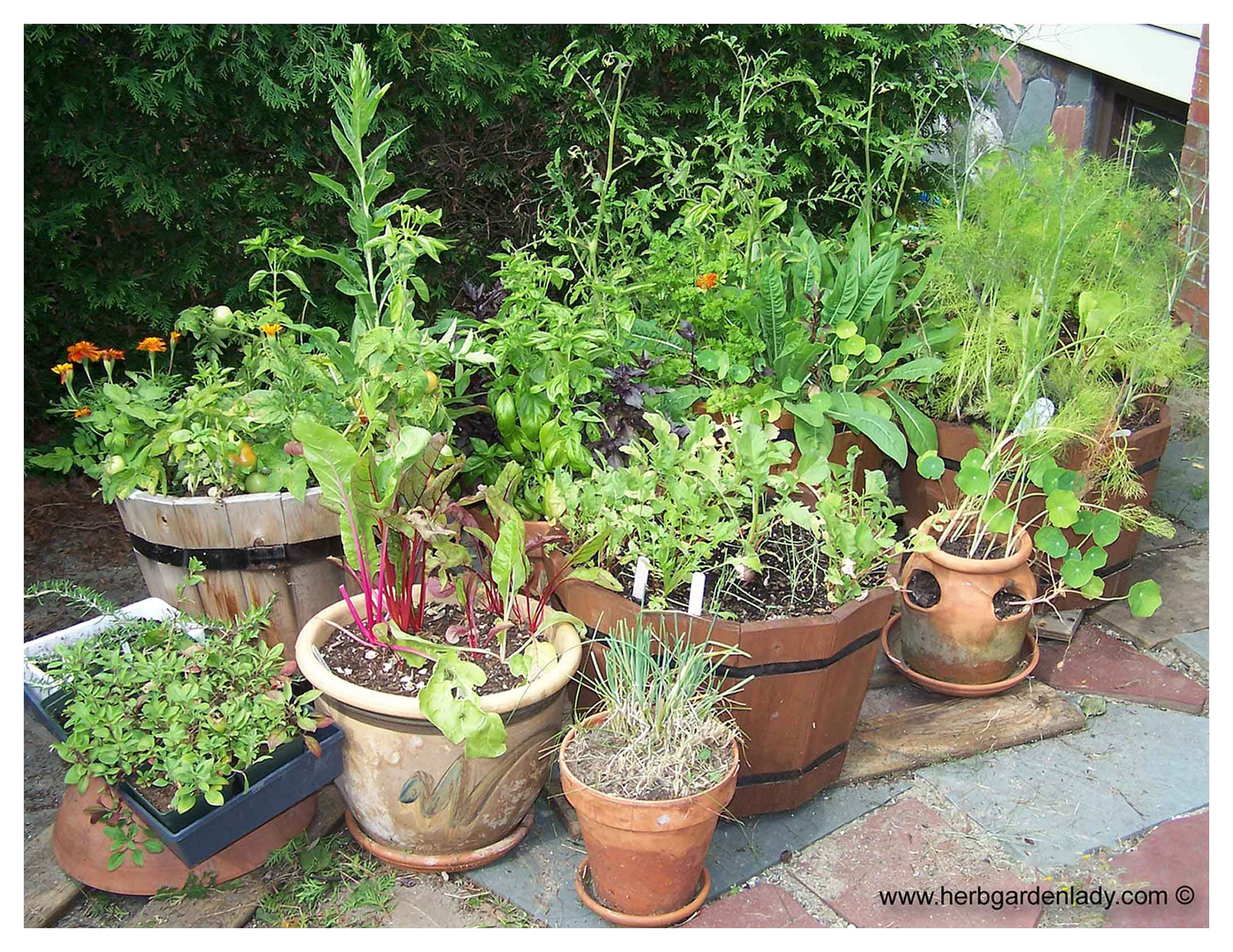An Edible Herb Garden