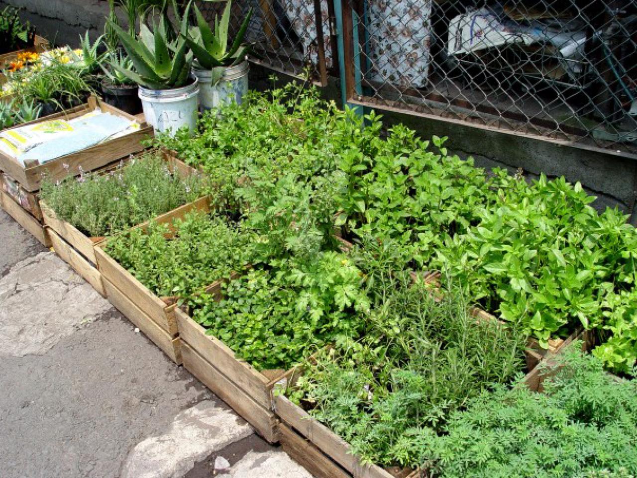 A Culinary Herb Garden