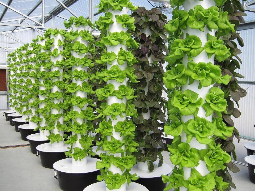 Aquaponic Vertical Vegetable Garden Vertical Vegetable Garden