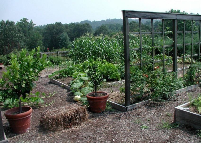 A Decorative Container Vegetable Garden