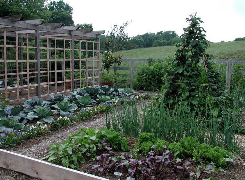 Decorative Vegetable Garden Ideas Stylish Green