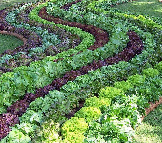 Decorative Vegetable Garden Ideas Stylish Green