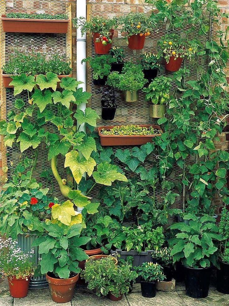 Decorative Vegetable Garden Ideas Stylish Green