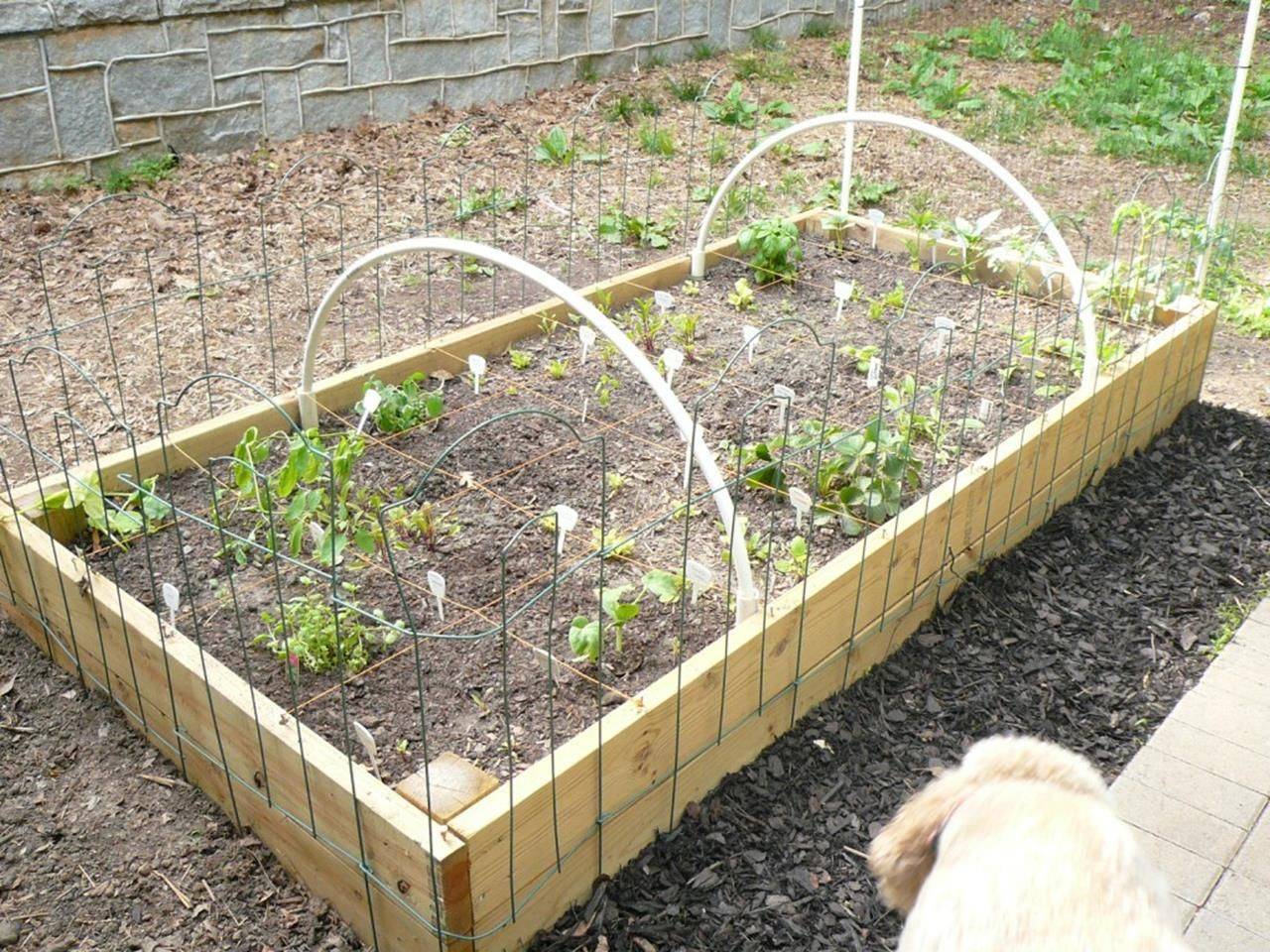 Wire Fence Fruit Garden Layout