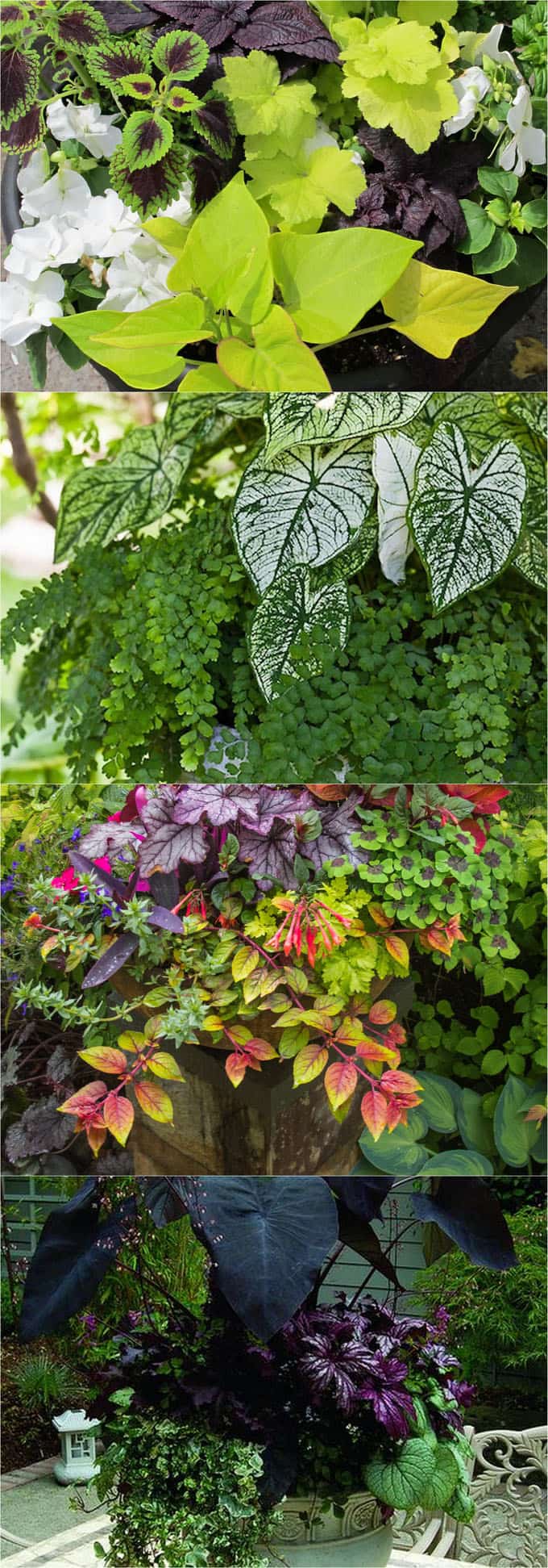 Annuals Shade Plants