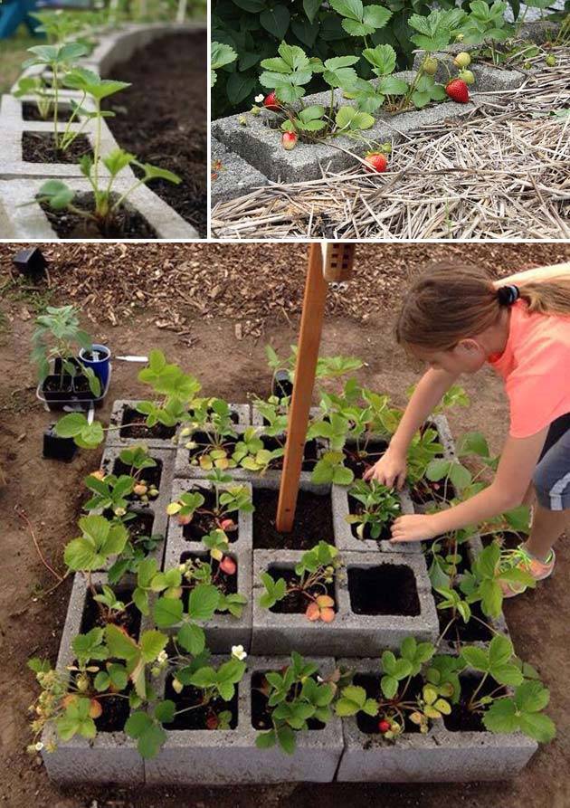 Brilliant Strawberry Garden Ideas A Green Hand