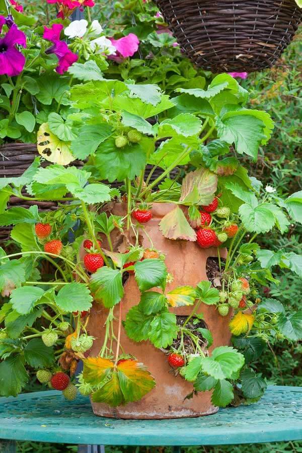 Strawberry Planter Ideas