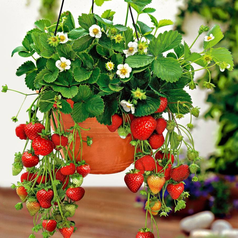 To Grow Strawberries