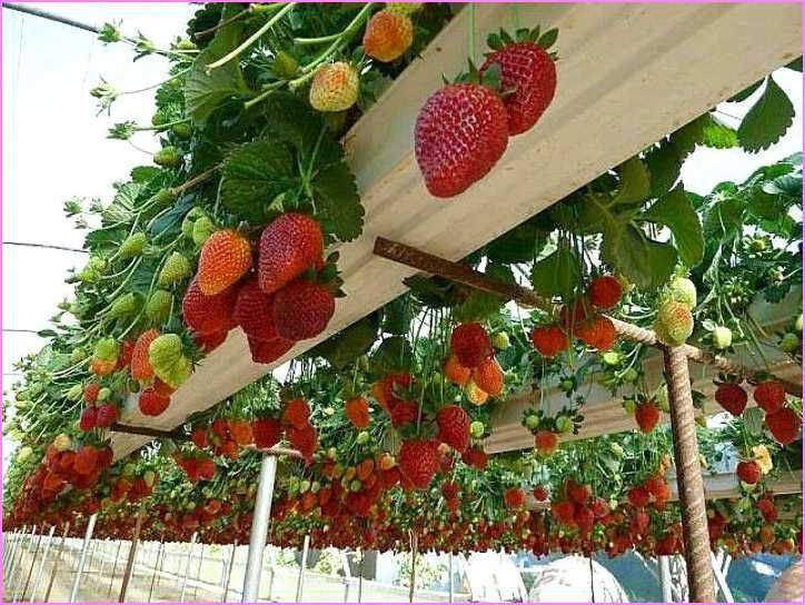 Strawberry Garden