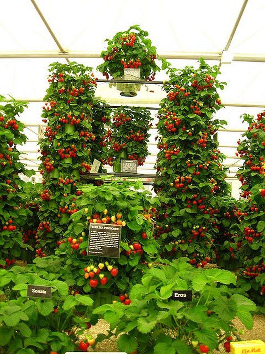 My Vertical Strawberry Garden