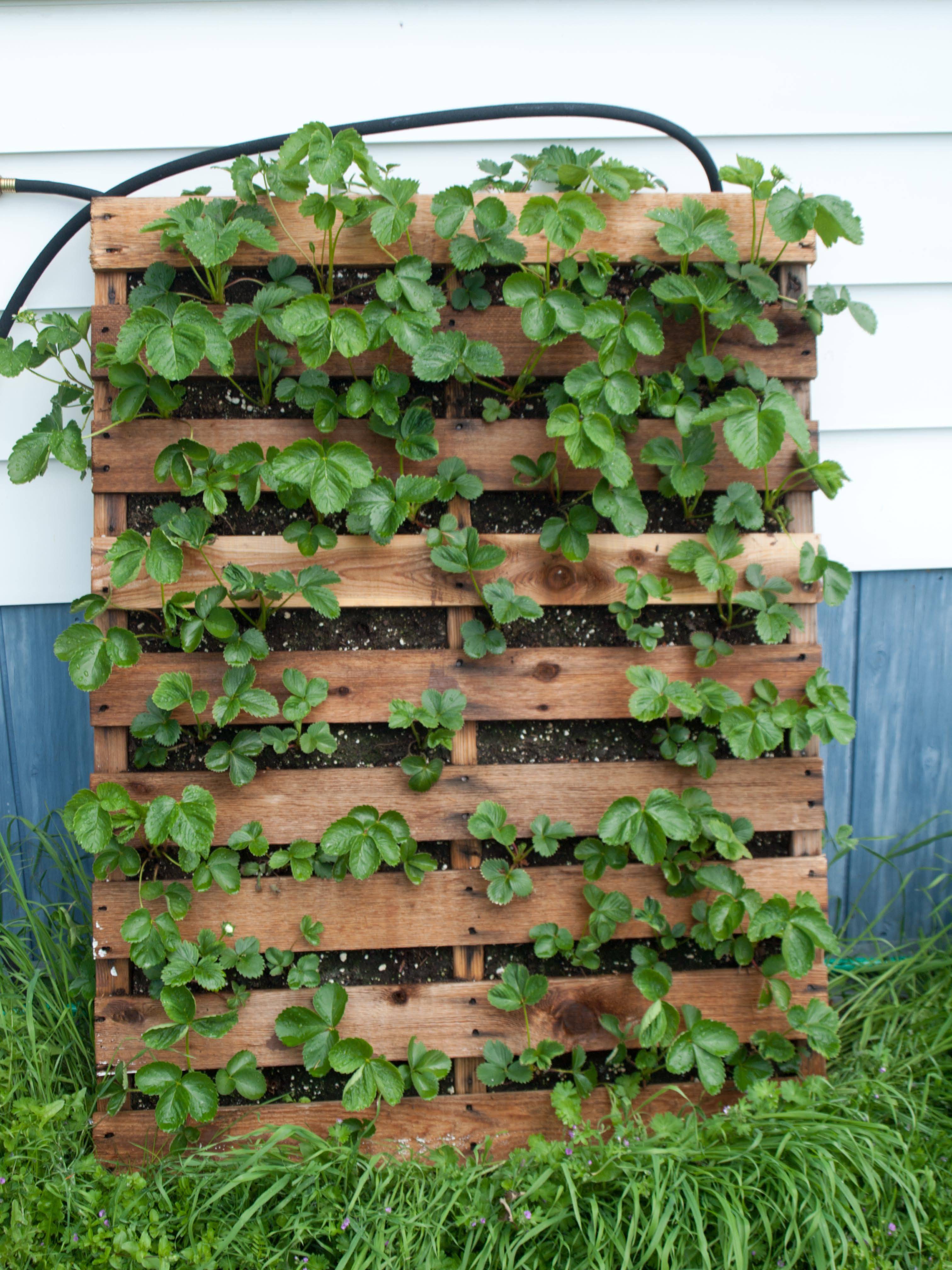 Strawberry Planter Pyramid Planters Ltd