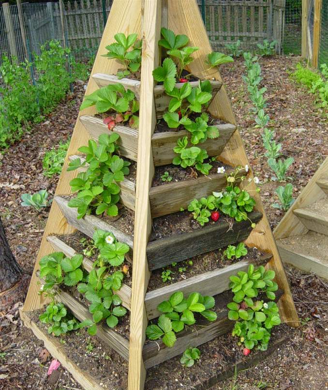 Stunning Growing Strawberries