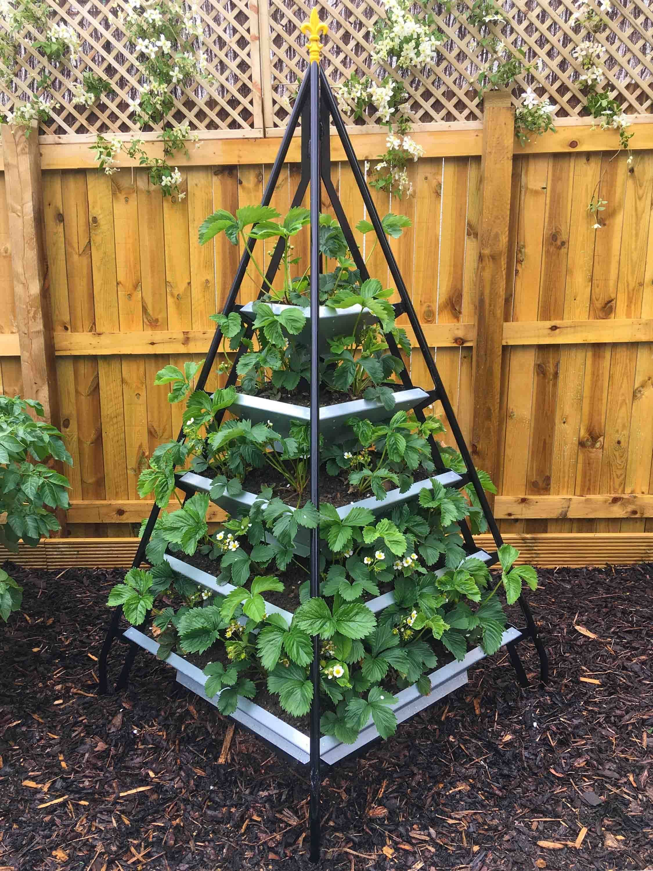 Stunning Growing Strawberries